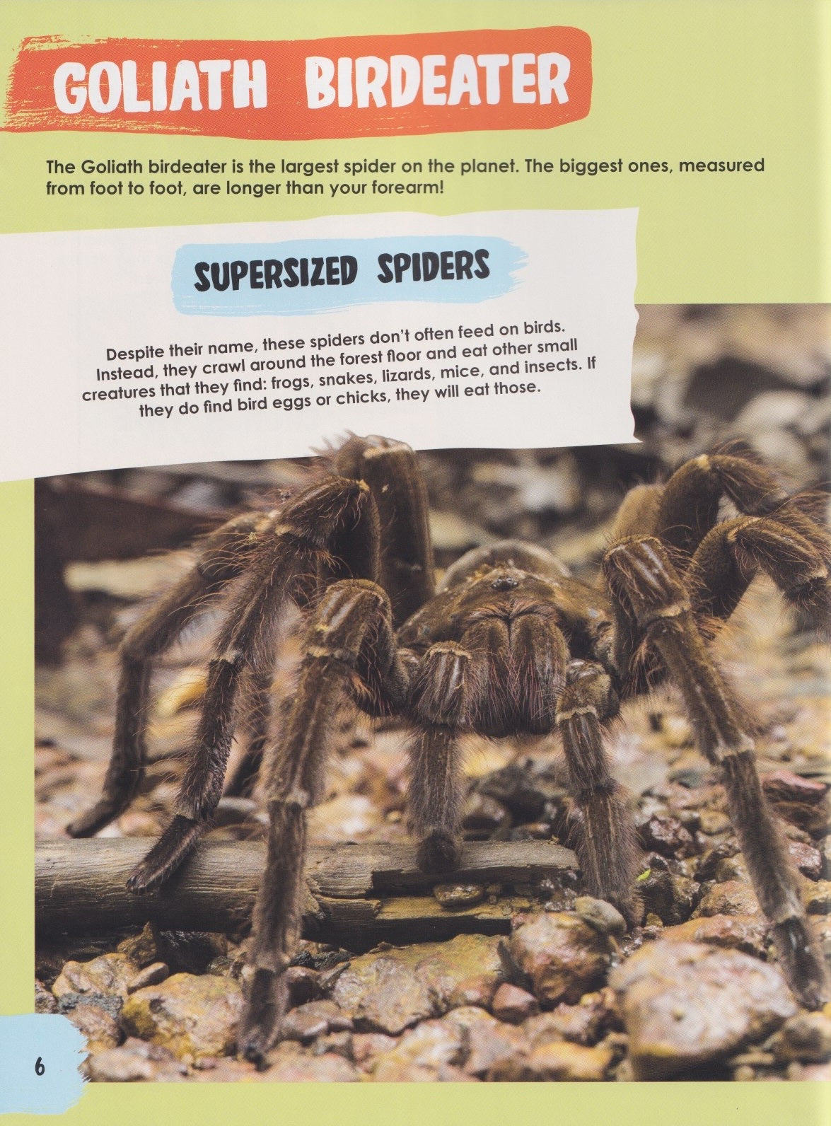 Unforgettably Wild Animals: Super-Sized Animals
