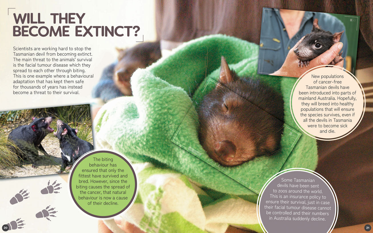 Australia's Remarkable Wildlife: Tasmanian Devil (Softcover)