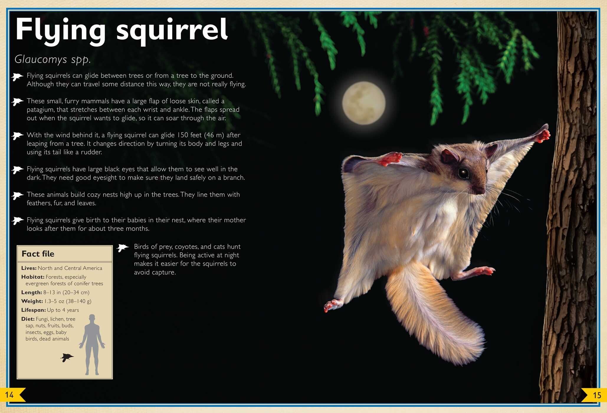 The Magnificent Book of Night Creatures
