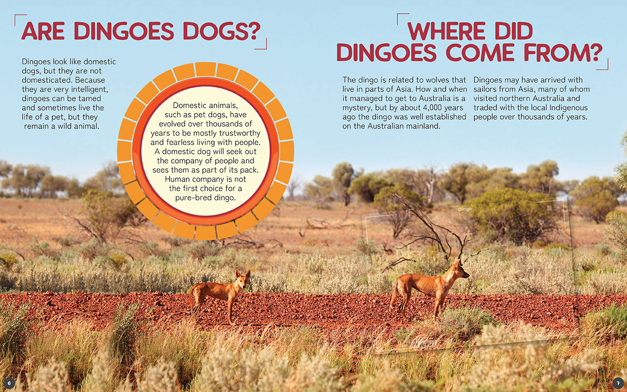 Australia's Remarkable Wildlife: Dingo (Softcover)