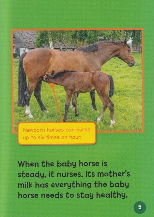 Horse Lover's Library: Baby Horses