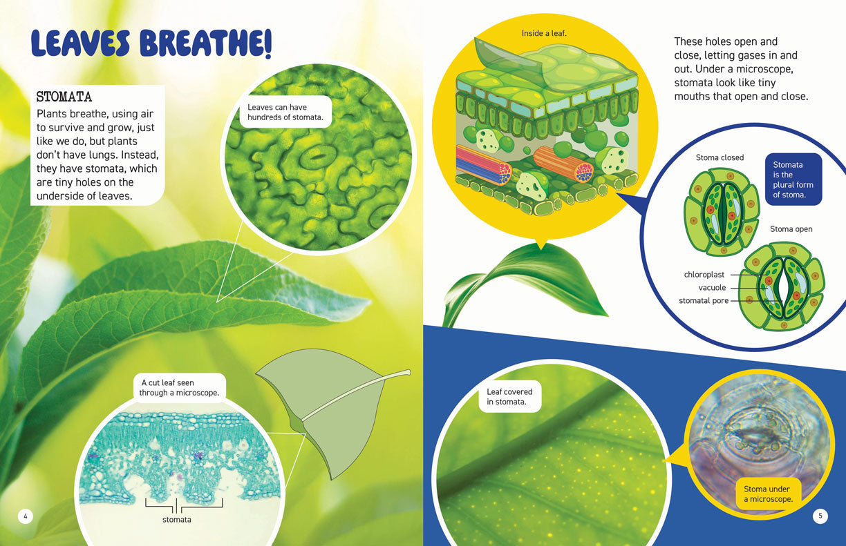 Microscopic and Hidden Life: Secrets Inside Plants