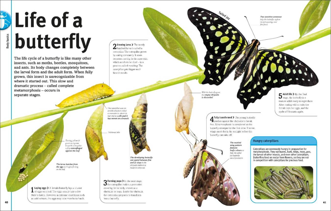 Bugs, Butterflies, Beetles and Bees
