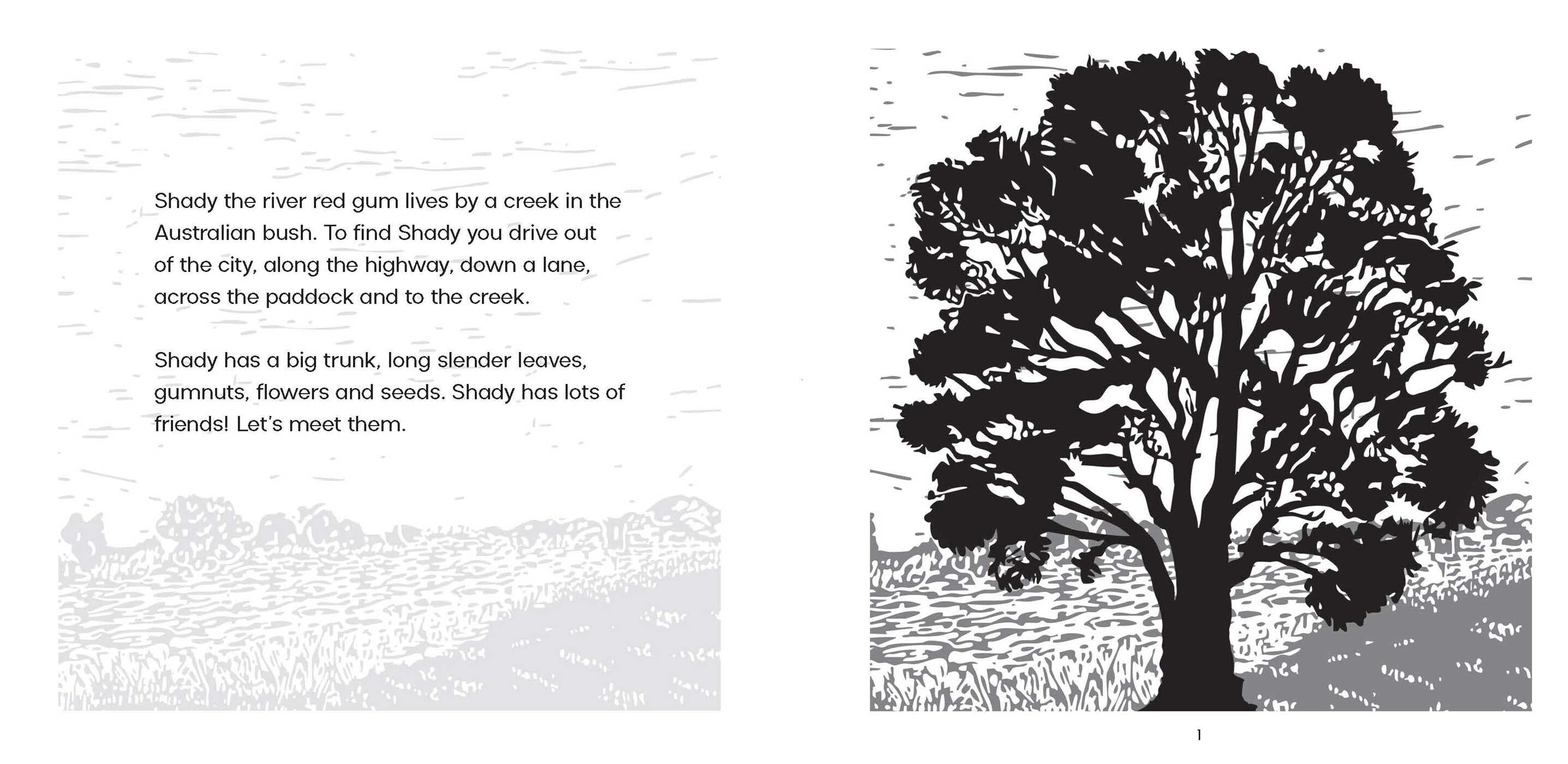 Shady, The River Red Gum