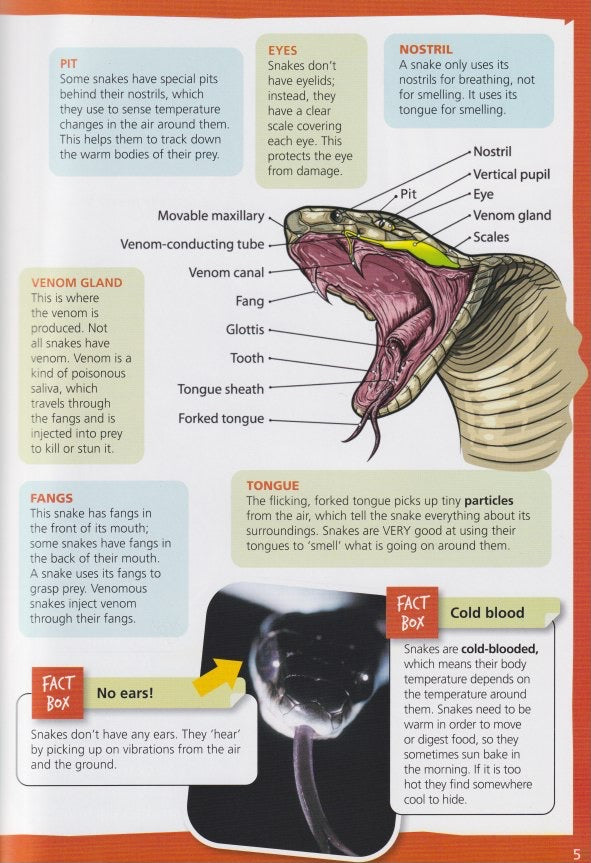 Australia's Most Dangerous Snakes