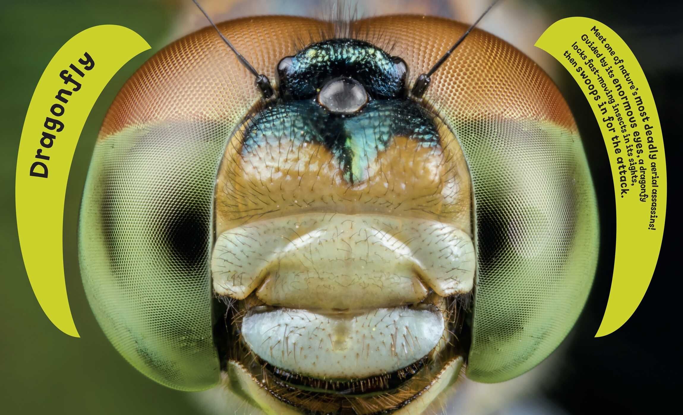 Eye View: Bugs and Other Tiny Creatures