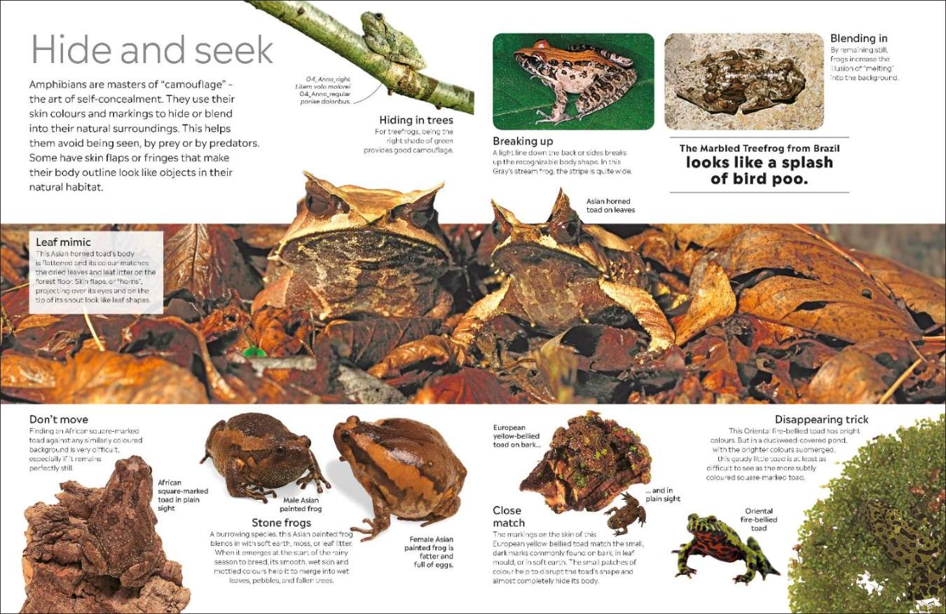 Eyewitness Amphibian