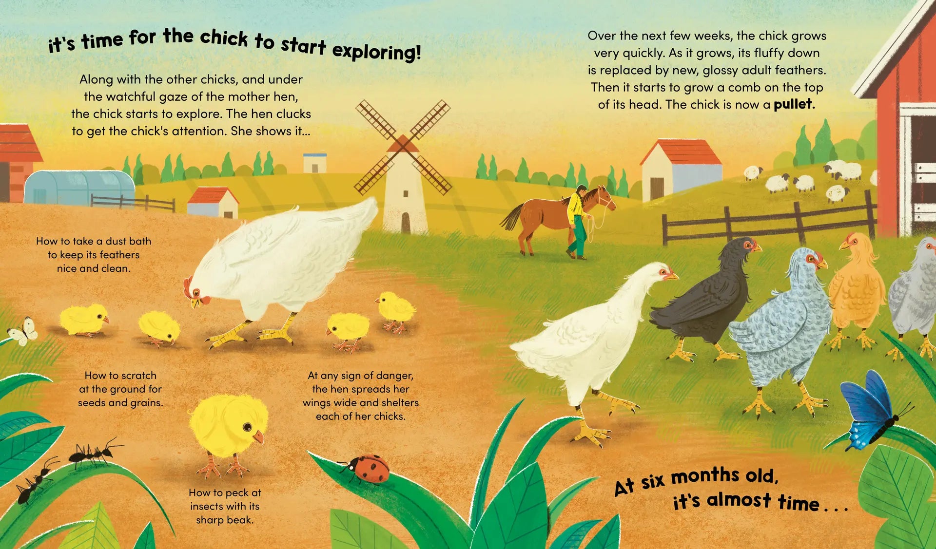 Watch Me Grow: Chickens