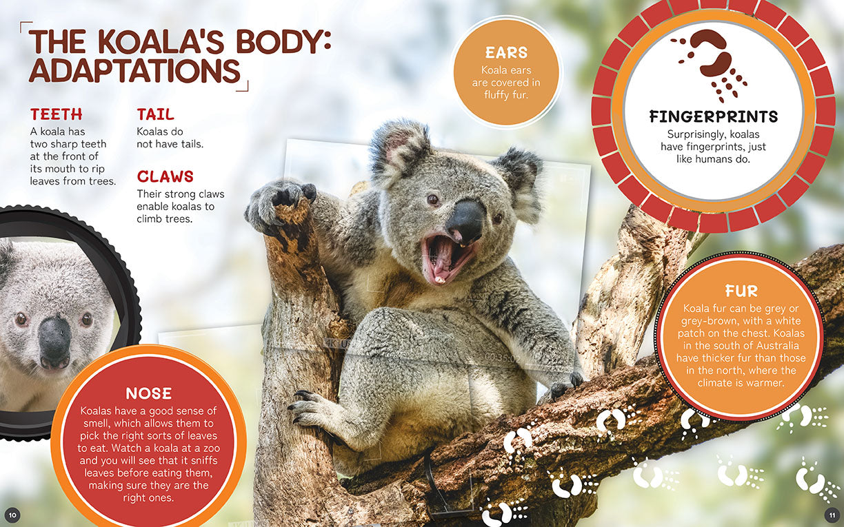 Australia's Remarkable Wildlife: Koala (Softcover)