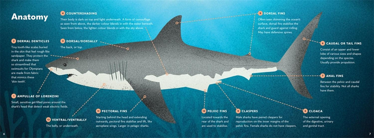 Wonders of the Wild: Sharks