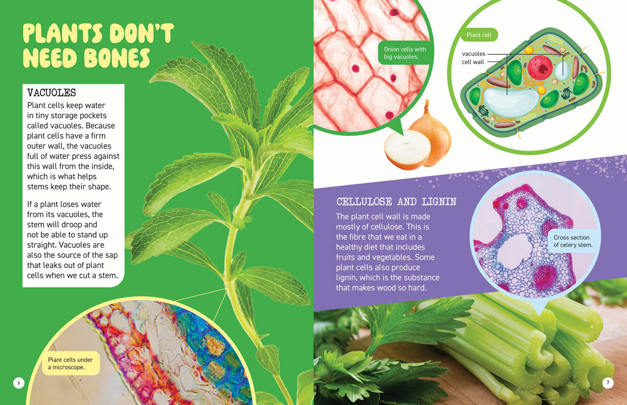 Microscopic and Hidden Life: Secrets Inside Plants