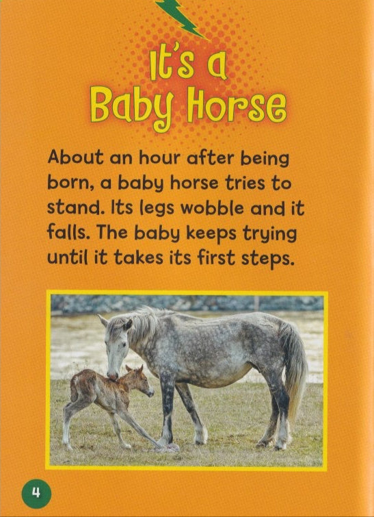 Horse Lover's Library: Baby Horses