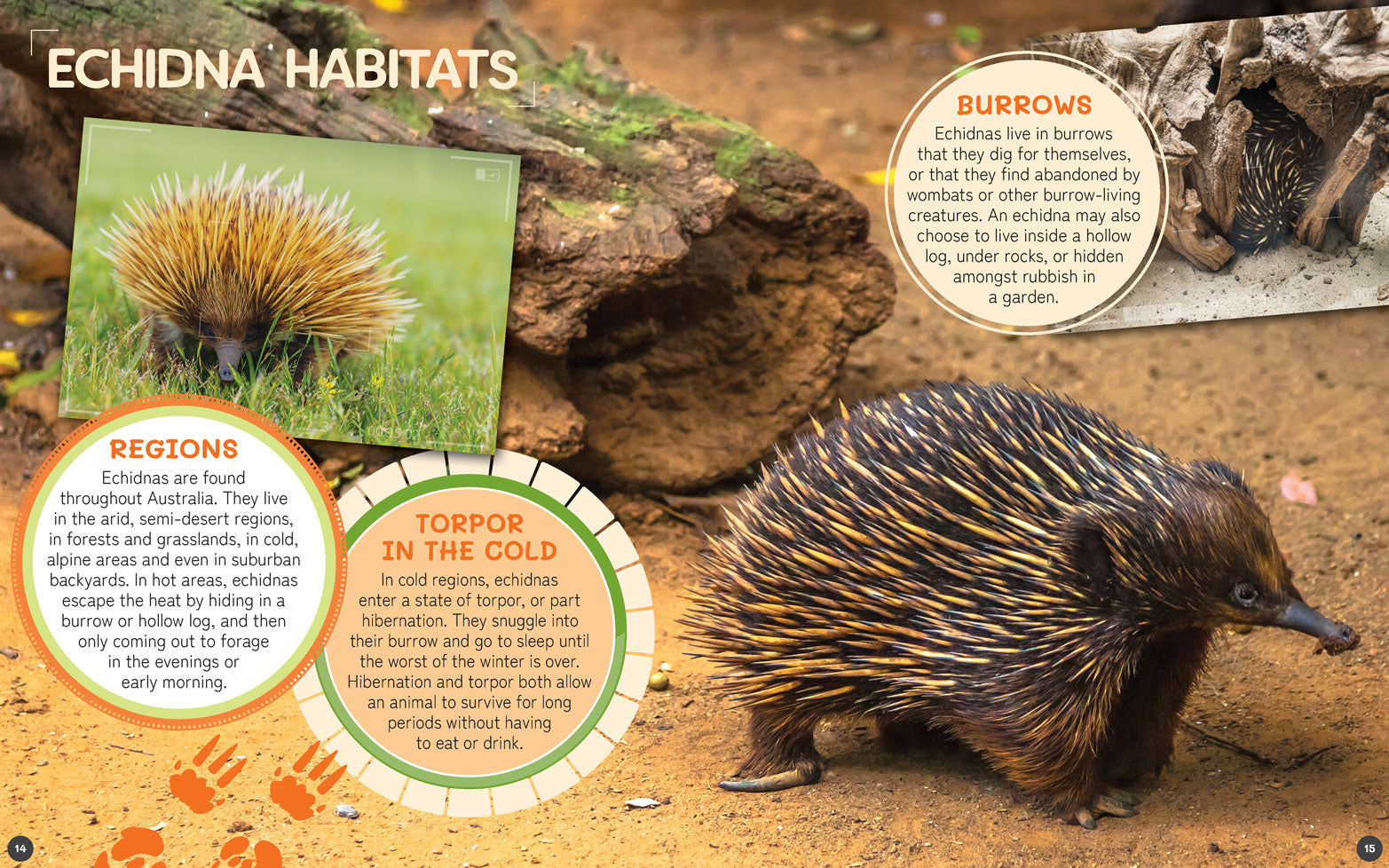 Australia's Remarkable Wildlife: Echidna (Softcover)