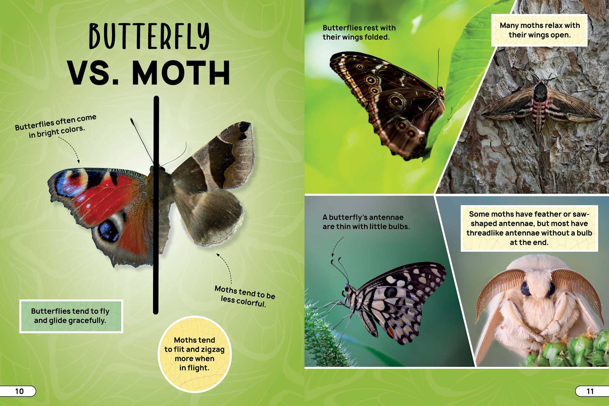 Smithsonian Explores: Bugs and Insects