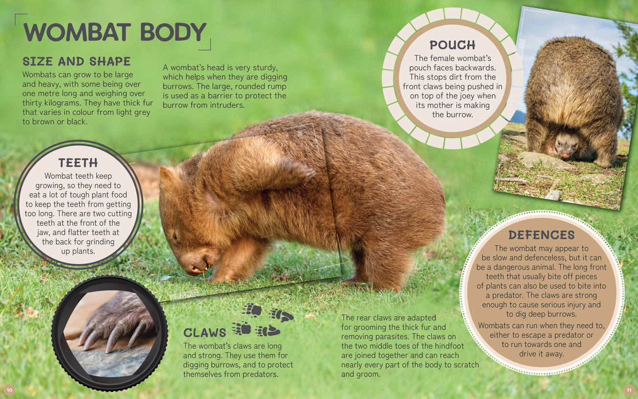 Australia's Remarkable Wildlife: Wombat (Softcover)