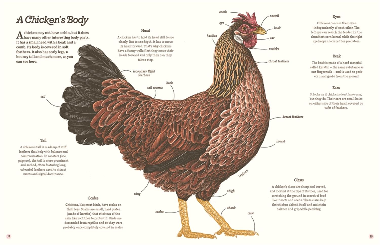 Cluck!: The Eggstraordinary Story of Chickens