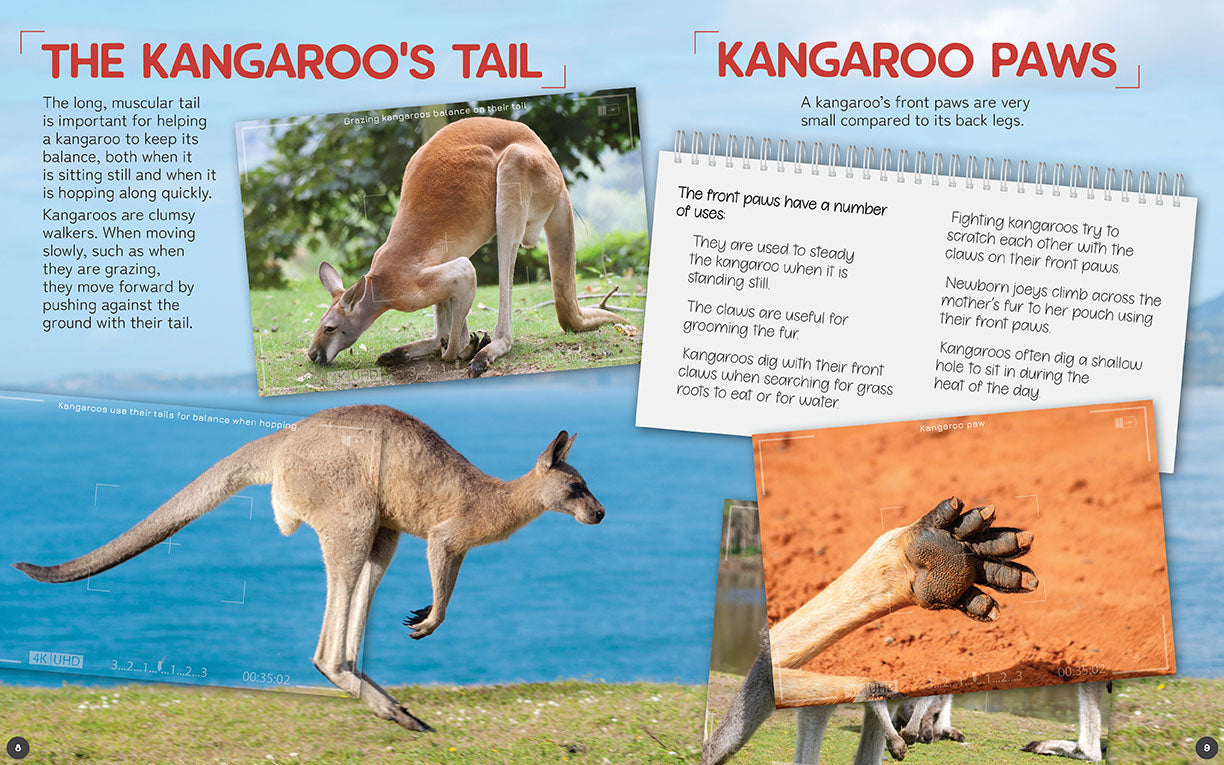 Australia's Remarkable Wildlife: Kangaroo (Hardcover)