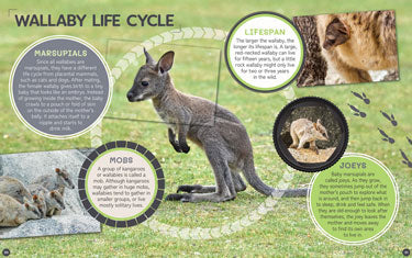 Australia's Remarkable Wildlife: Wallaby (Hardcover)