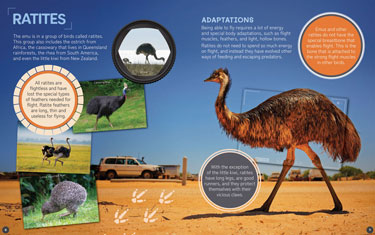 Australia's Remarkable Wildlife: Emu (Hardcover)