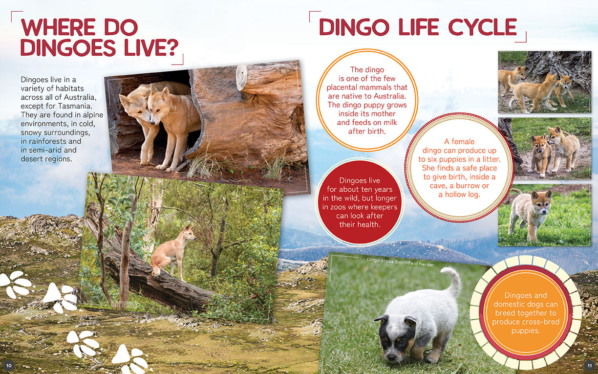 Australia's Remarkable Wildlife: Dingo (Hardcover)
