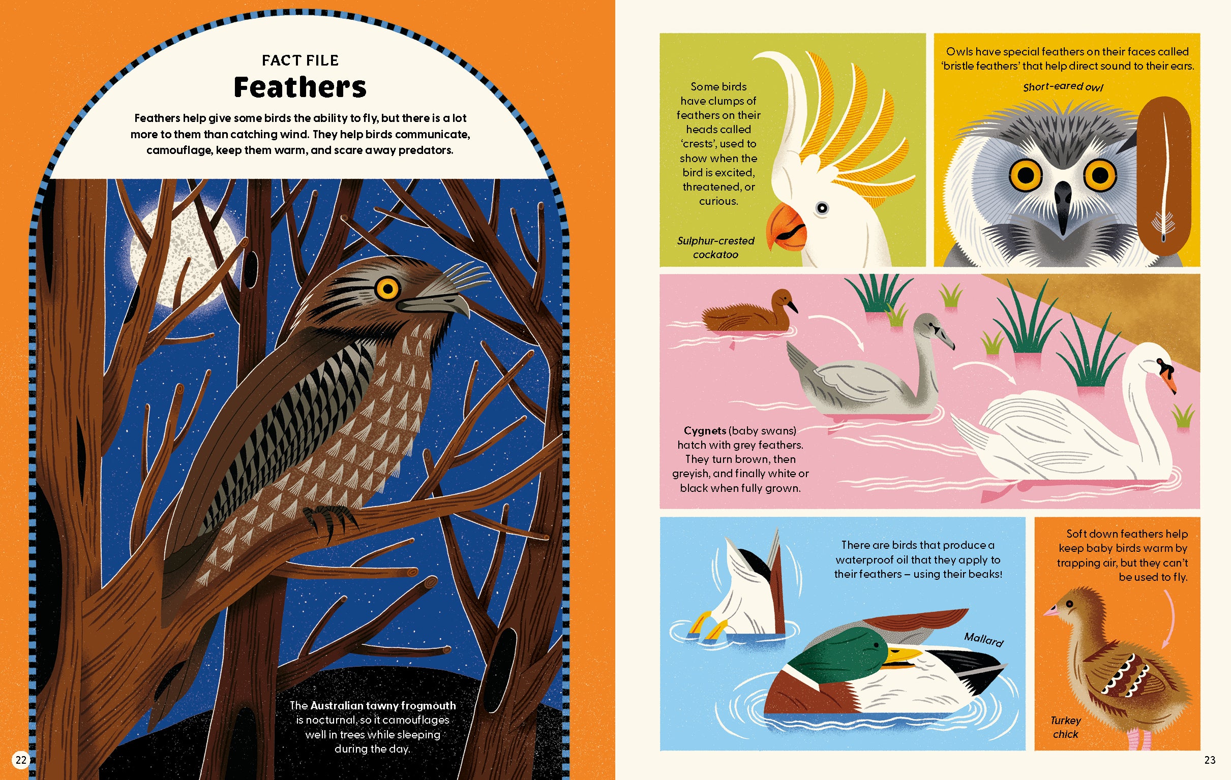 What Makes a Bird?: An Illustrated Guide to the Bird World