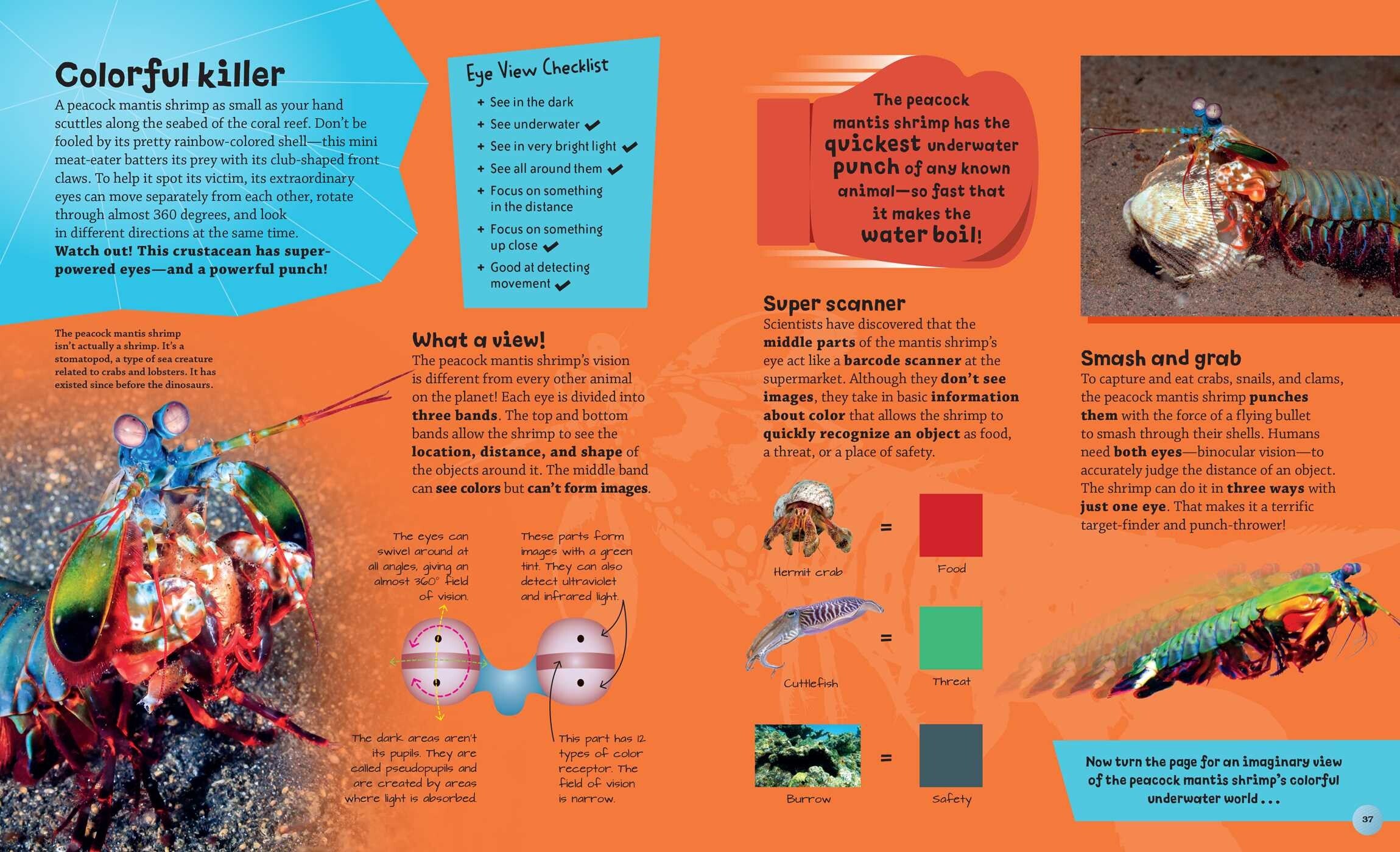 Eye View: Bugs and Other Tiny Creatures