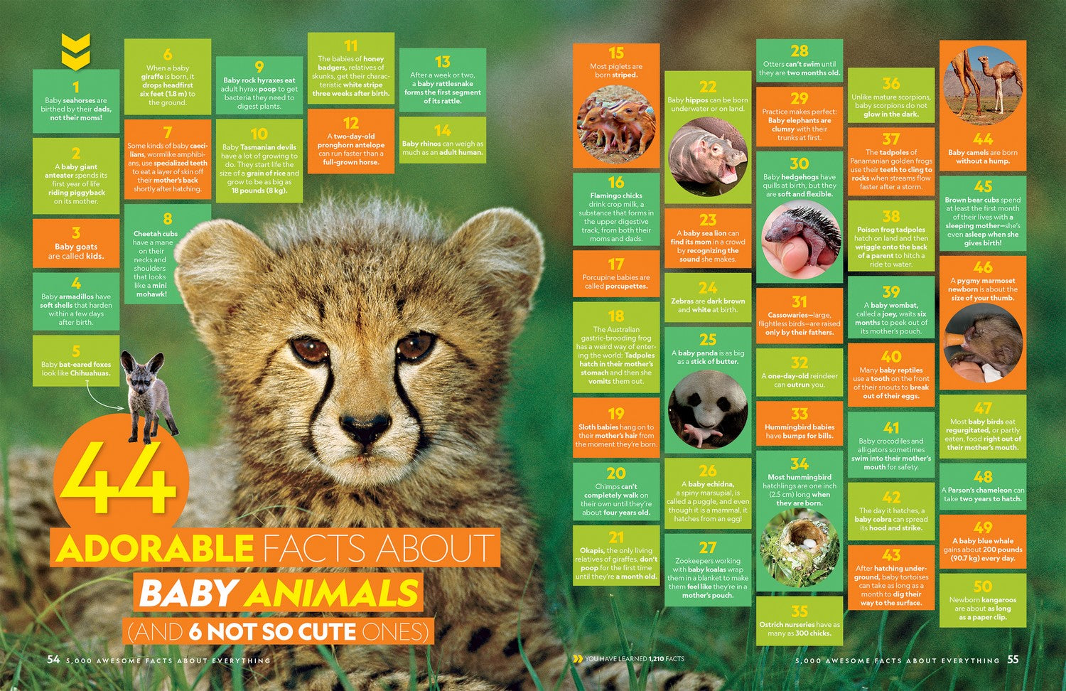 5000 Awesome Facts (About Everything): Updated and Expanded
