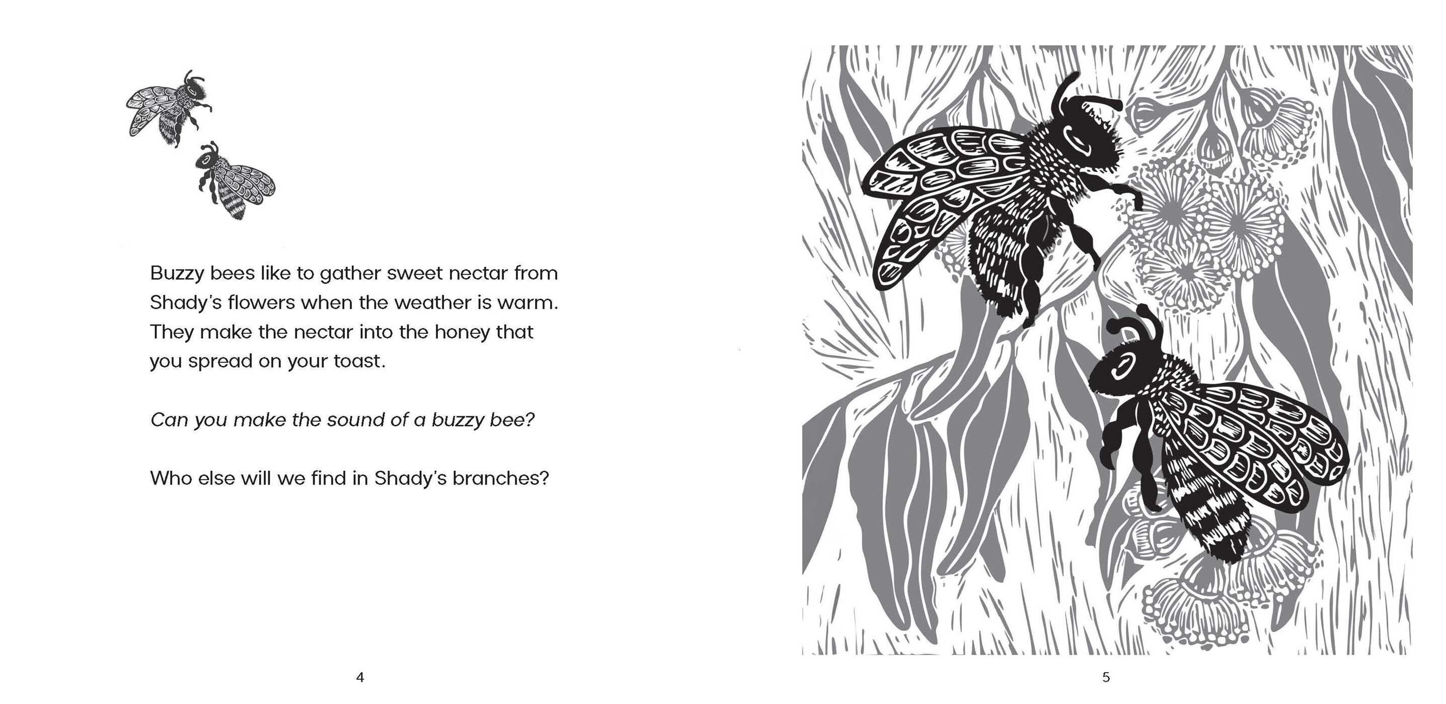 Shady, The River Red Gum