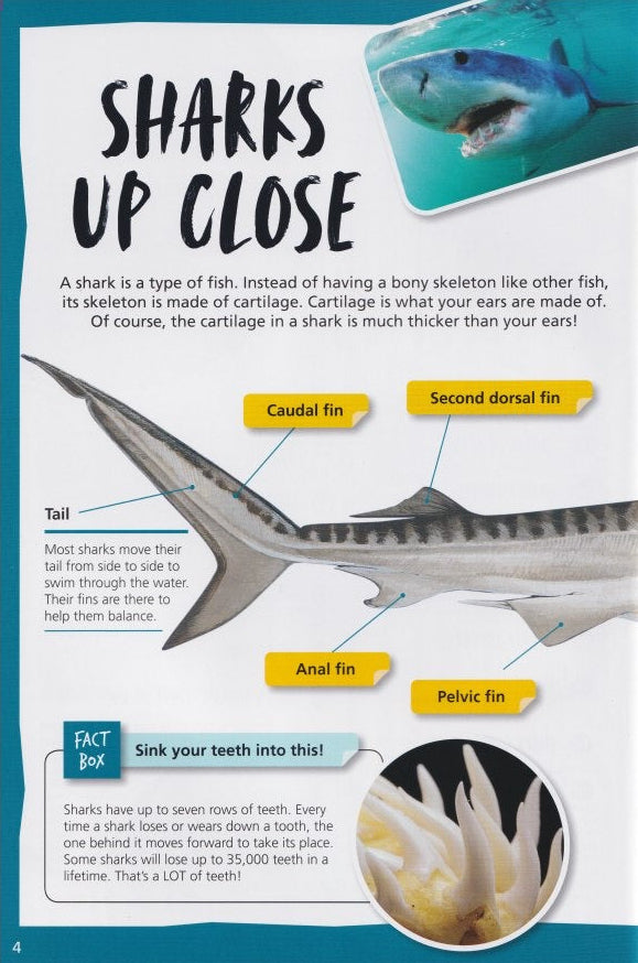 Australia's Most Dangerous Sharks