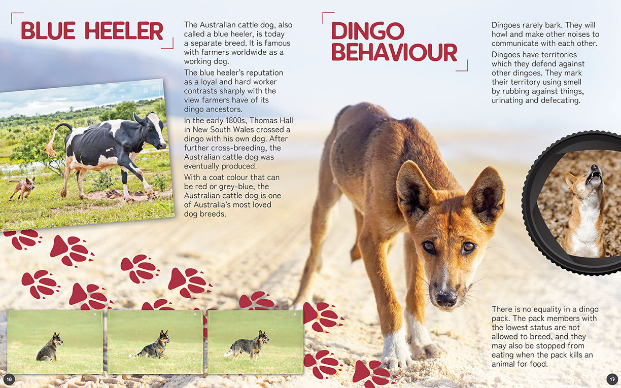 Australia's Remarkable Wildlife: Dingo (Hardcover)