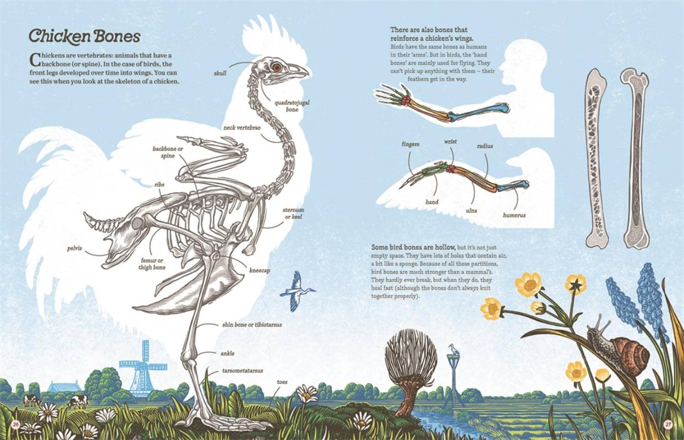 Cluck!: The Eggstraordinary Story of Chickens