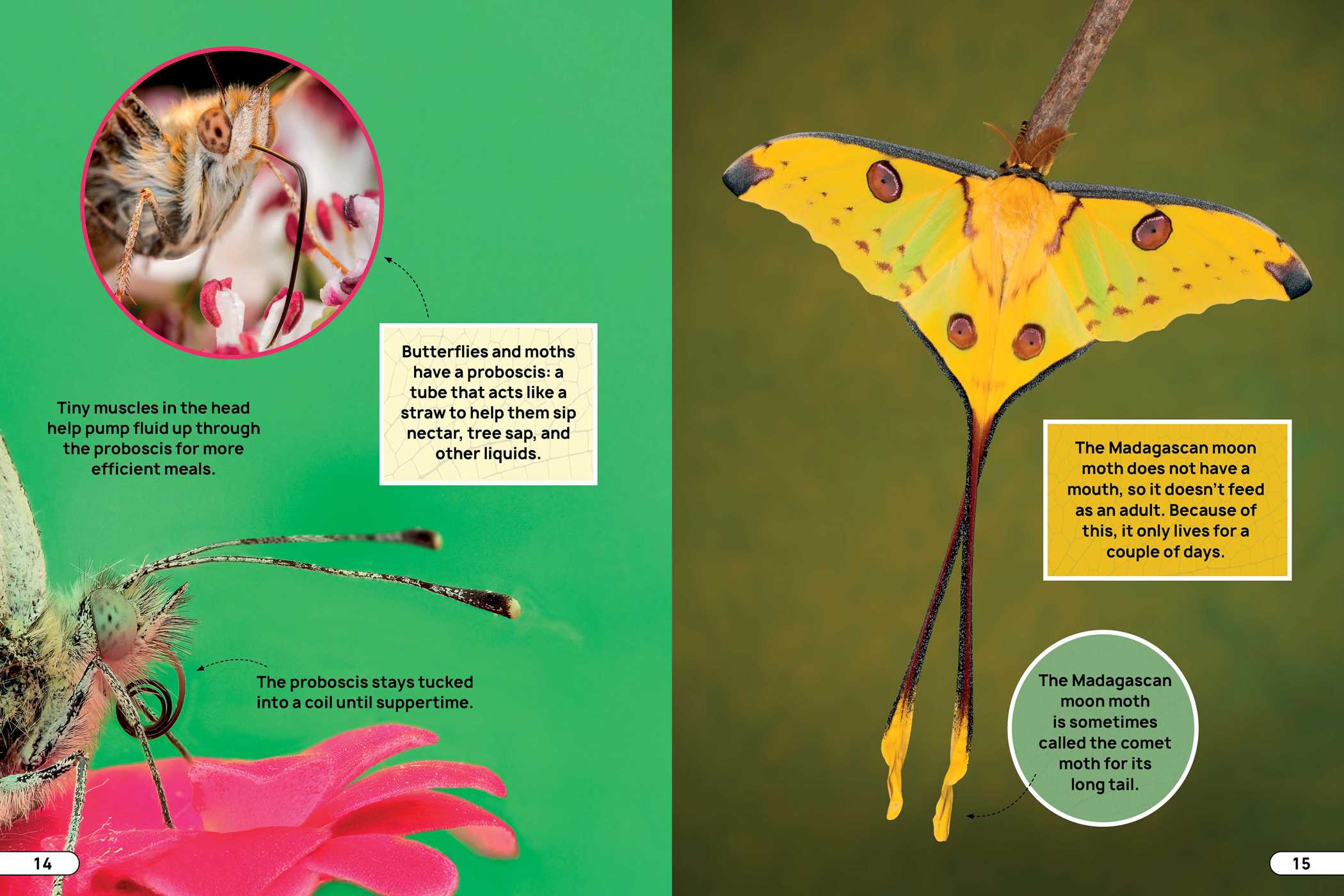 Smithsonian Explores: Bugs and Insects