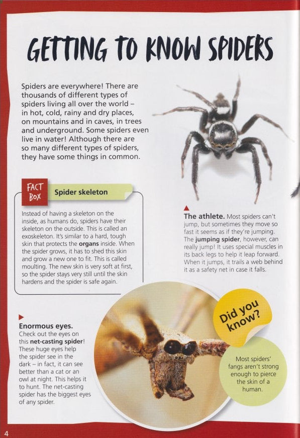 Australia's Most Dangerous Spiders