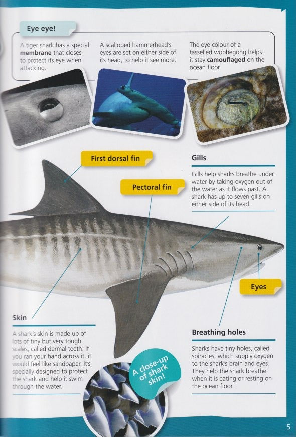 Australia's Most Dangerous Sharks