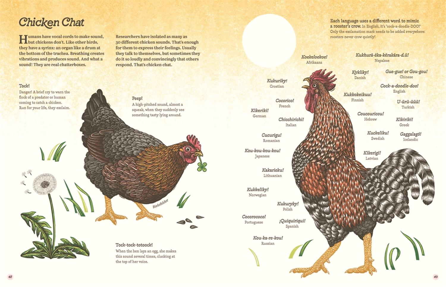 Cluck!: The Eggstraordinary Story of Chickens