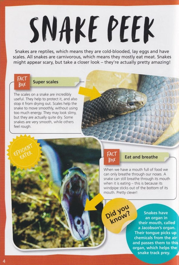 Australia's Most Dangerous Snakes