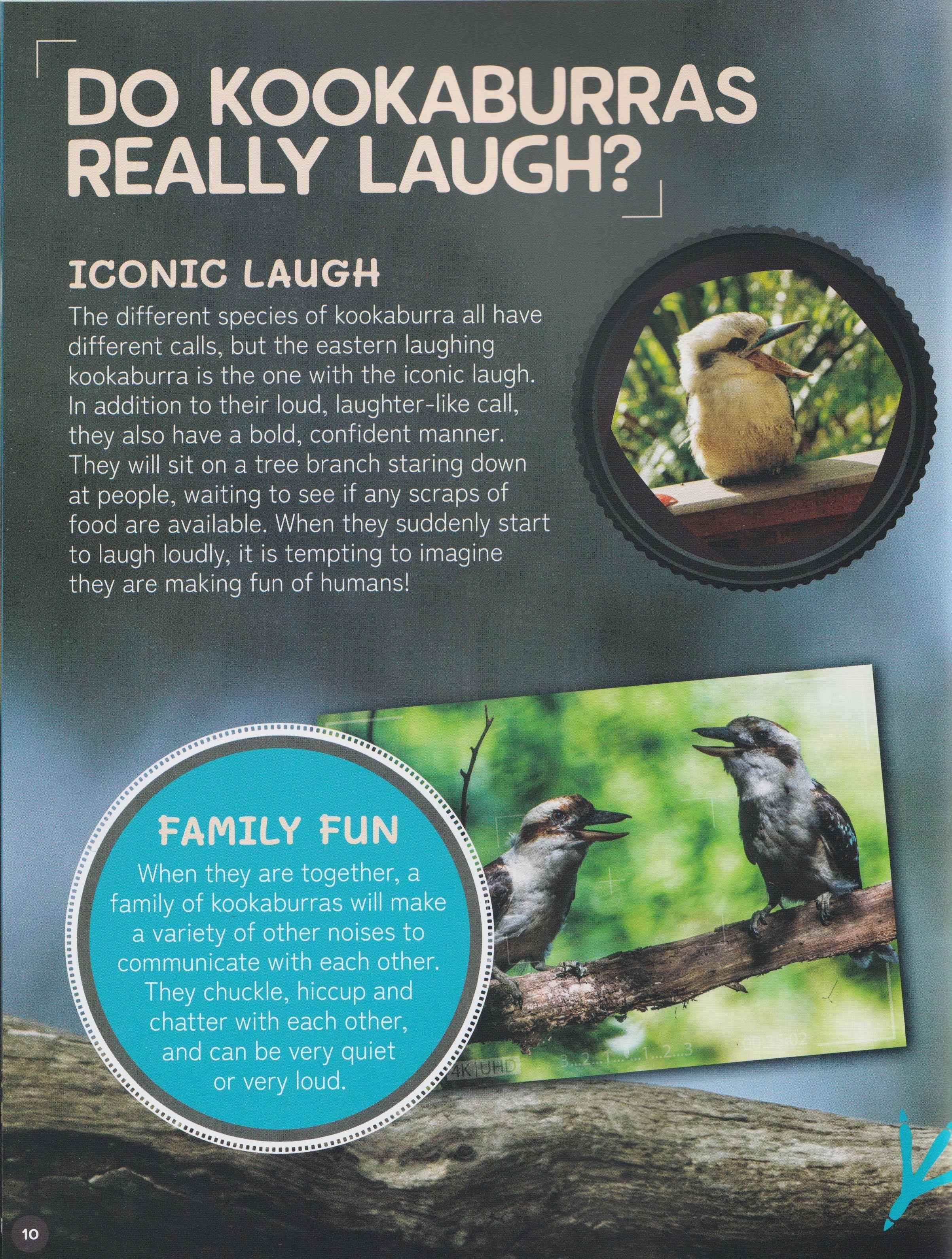 Australia's Remarkable Wildlife: Kookaburra (Softcover)