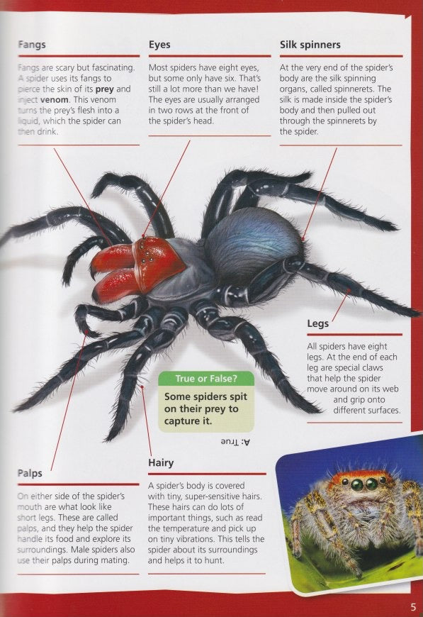Australia's Most Dangerous Spiders