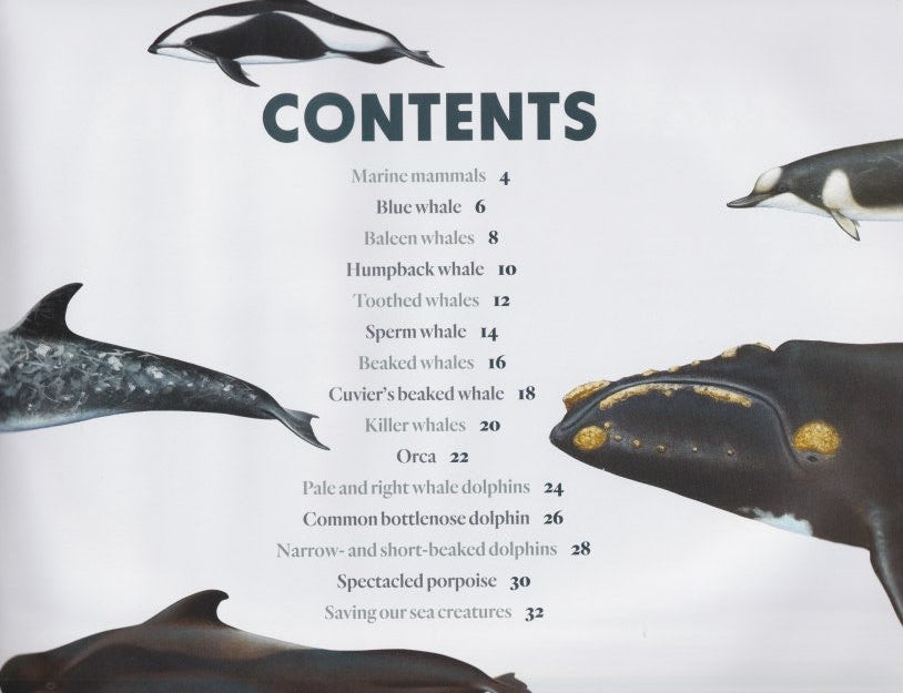 Australia’s Amazing Whales and Dolphins