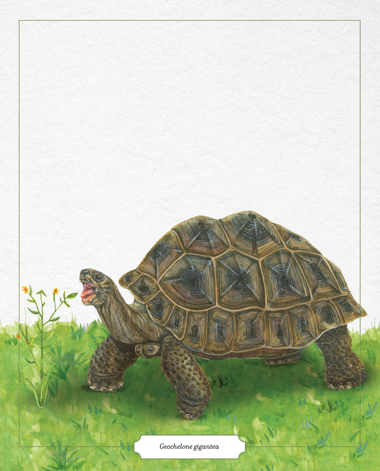 The Illustrated Encyclopaedia of Fast and Slow Animals