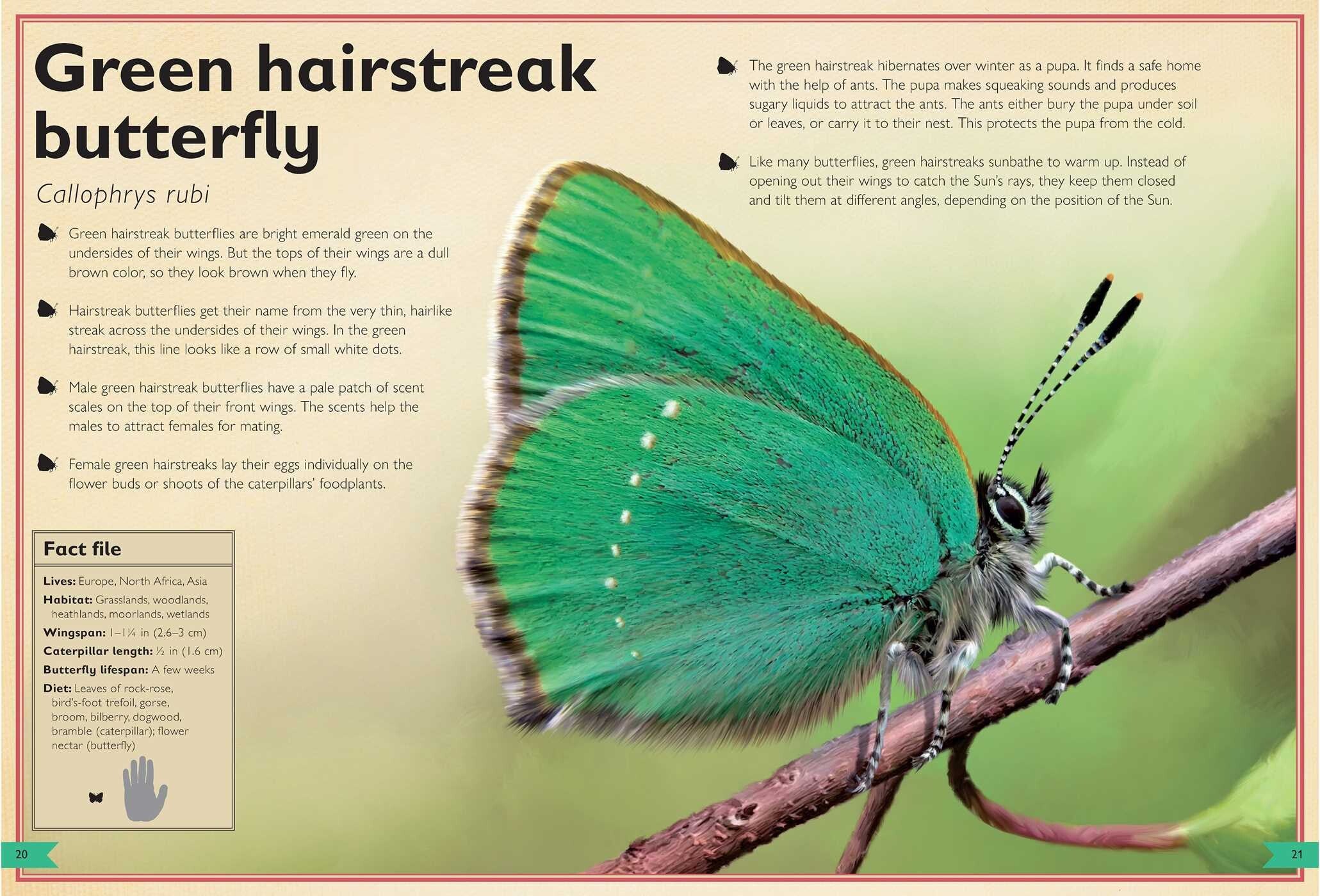 The Magnificent Book of Butterflies & Moths