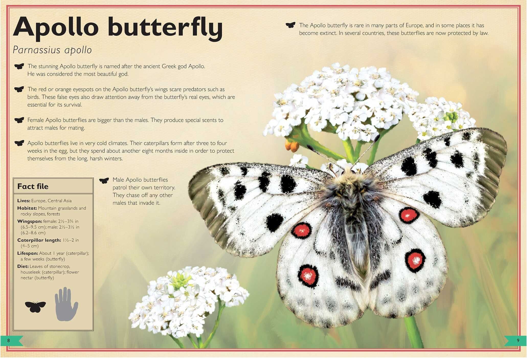 The Magnificent Book of Butterflies & Moths