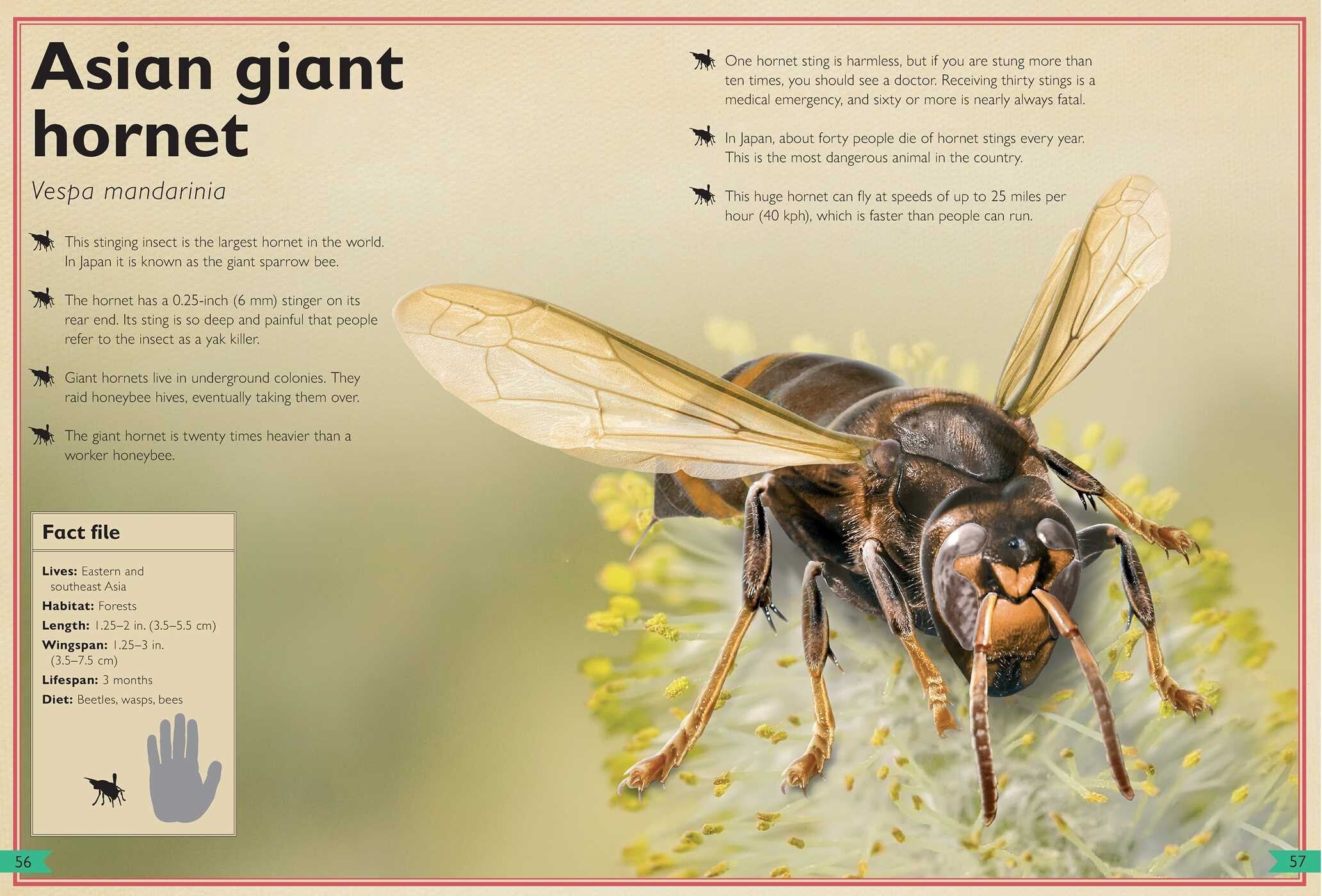 The Magnificent Book of Dangerous Animals