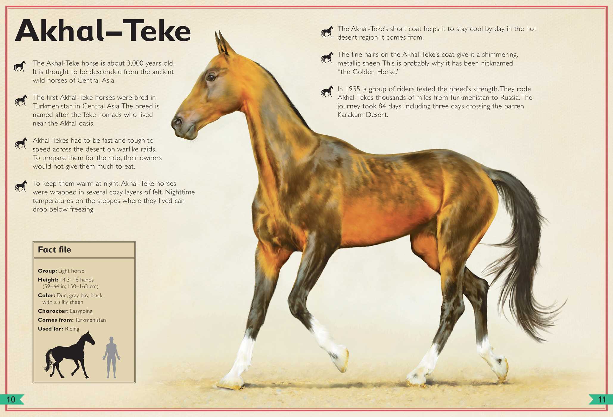 The Magnificent Book of Horses