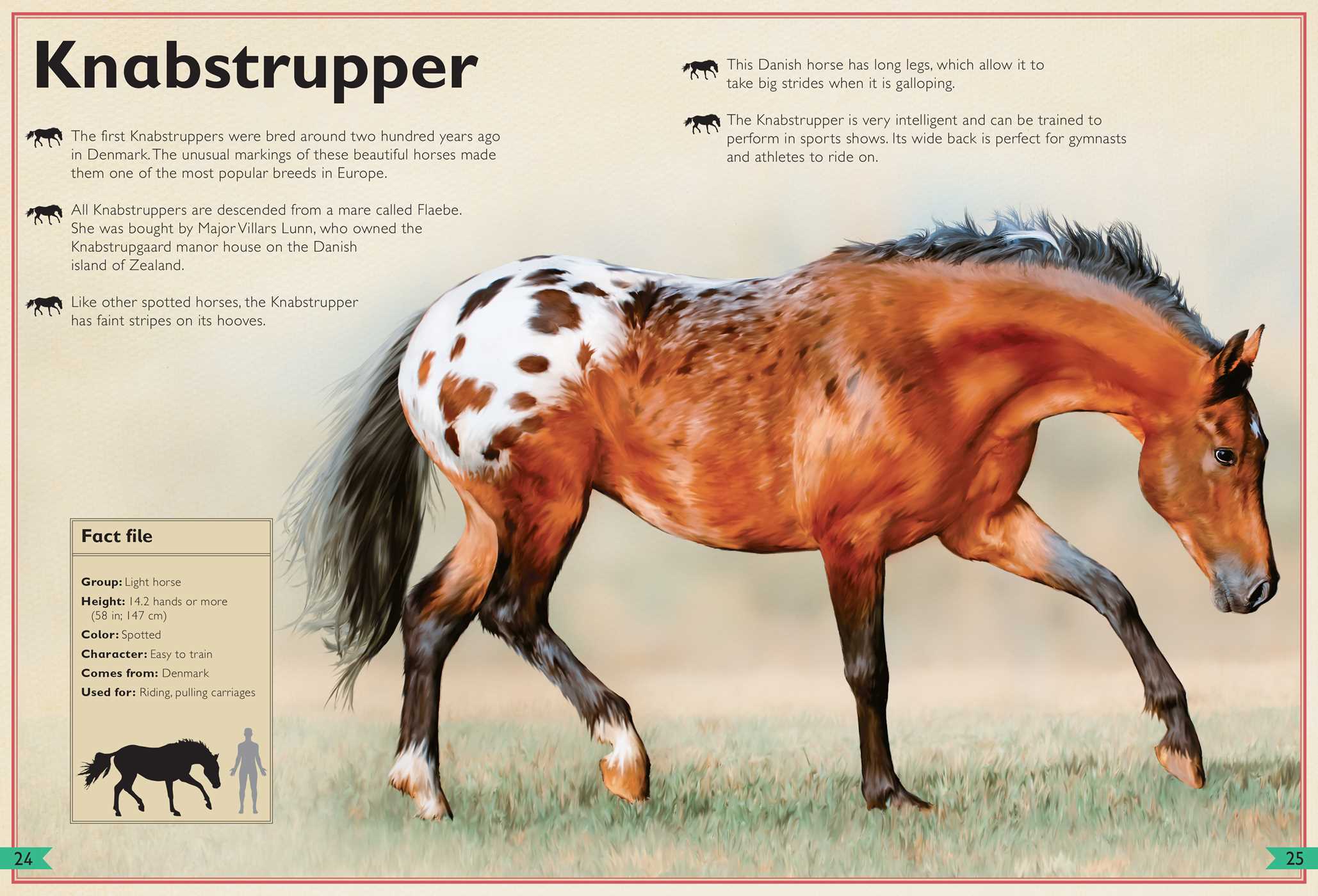 The Magnificent Book of Horses