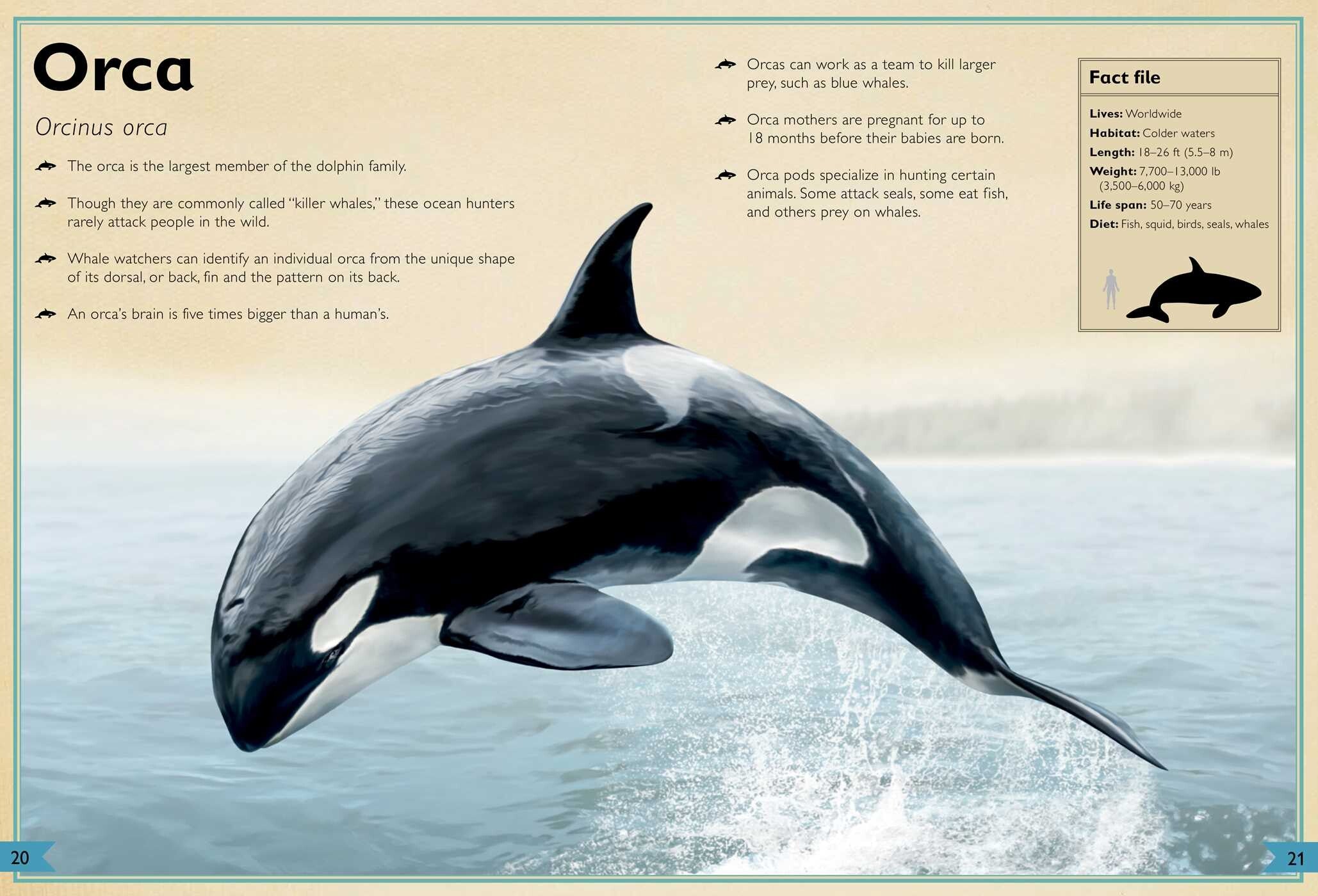 The Magnificent Book of Ocean Creatures