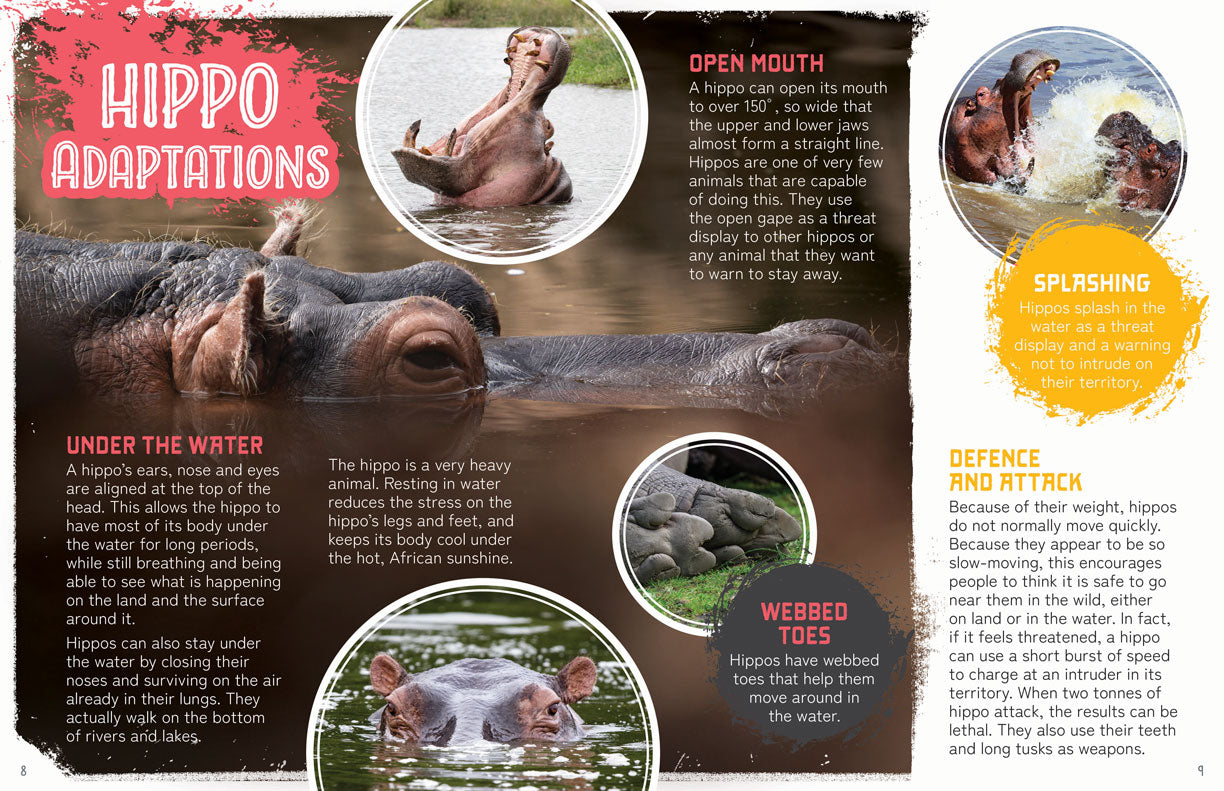 Remarkable Wildlife: Hippopotamus (Hippo)