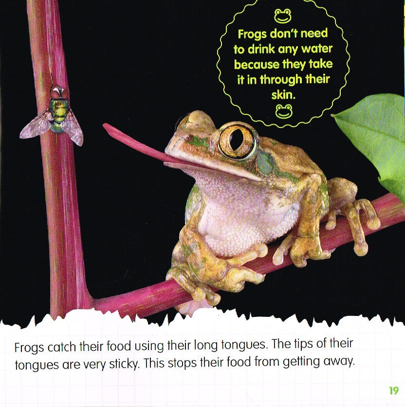 Life Cycles of a Frog