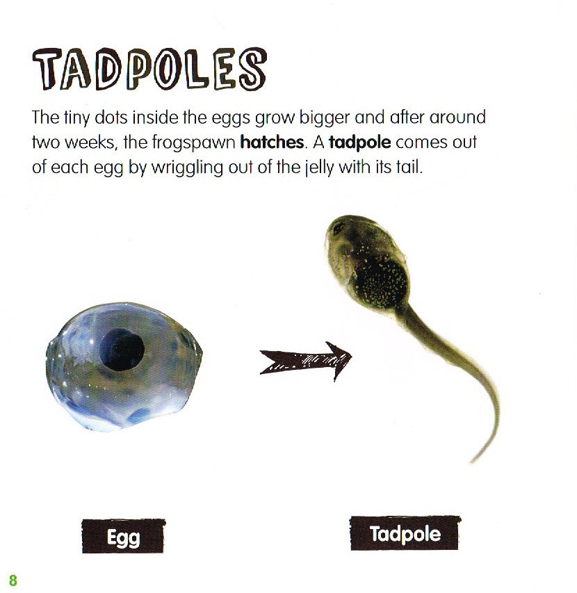 Life Cycles of a Frog