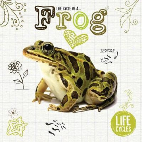Life Cycles of a Frog